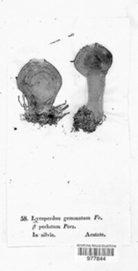 Lycoperdon perlatum image